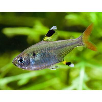 Pristella Maxillaris