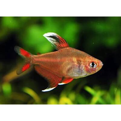 Hyphessobrycon Bentosi Ornatus M