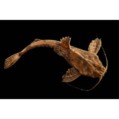 Bunocephalus Coracoideus