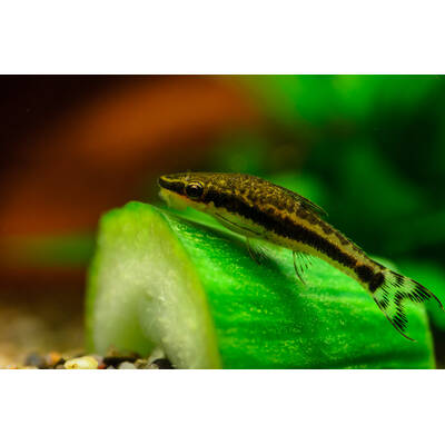 Otocinclus Vittatus