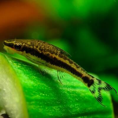 Otocinclus Vittatus