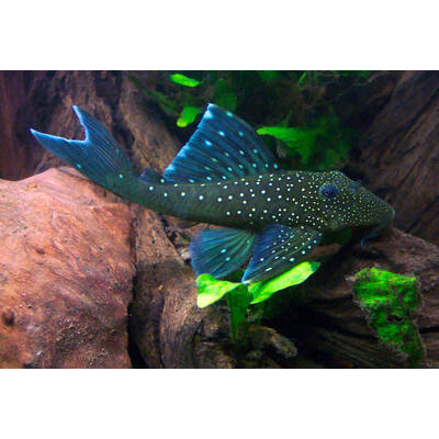 Hemiancistrus Subviridis (L128) S/M
