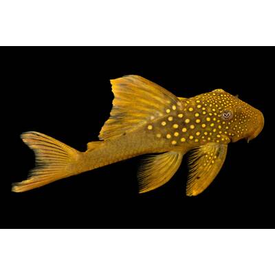 Baryancistrus Demantoides (L200) 8-10 cm
