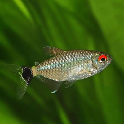 Red Eye Tetra M