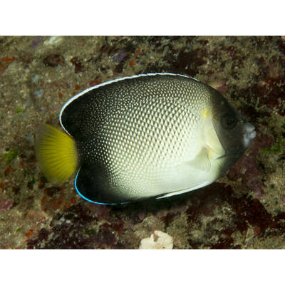 Apolemichthys Xanthurus M