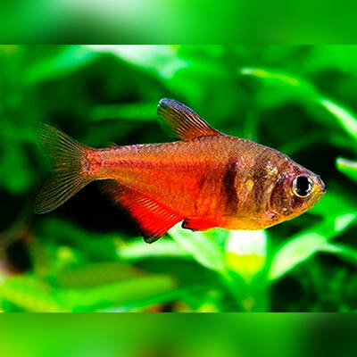 Hyphessobrycon Flammeus