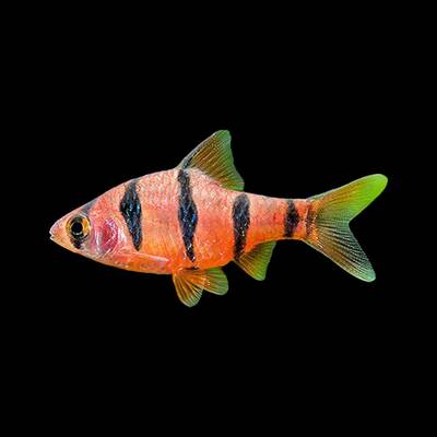 Barbus Pentazona