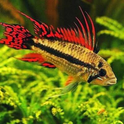 Apistogramma Cacatuoides Double Red M