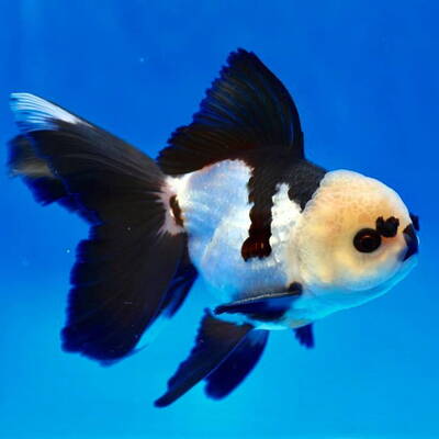 Oranda Panda 6-7cm