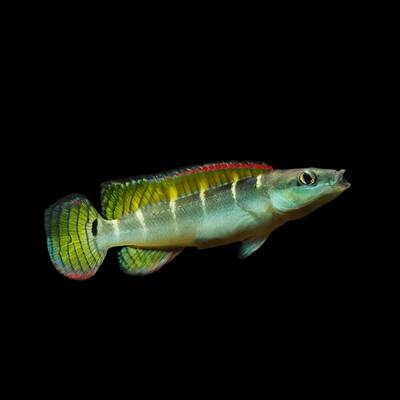 Crenicichla Compressiceps M