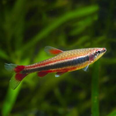 Nannostomus Beckfordi M