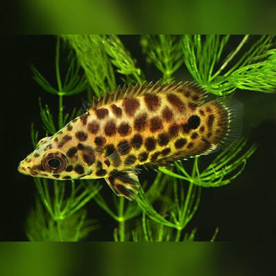 Ctenopoma Acutirostre M