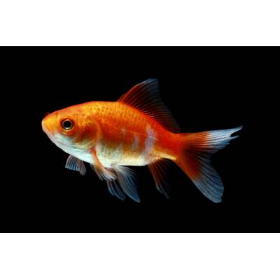 Goldfish Comet 4-7cm