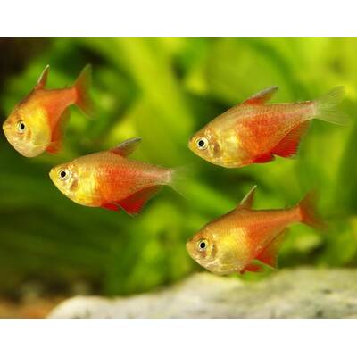Hyphessobrycon Flammeus Orange