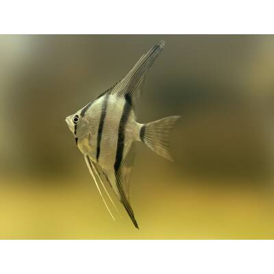 Pterophyllum Scalare Dantum S/M