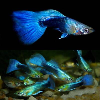 Poecilia Reticulata Neon Blue Male