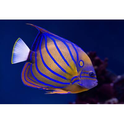 Pomacanthus Annularis Adult L