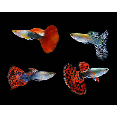 Poecilia Reticulata Male Mix