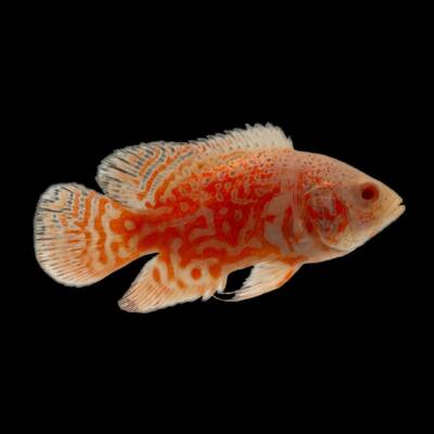 Oscar Red Albino 5-6cm
