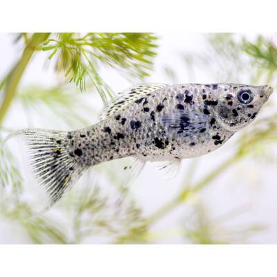 Molly Velifera Dalmatian M