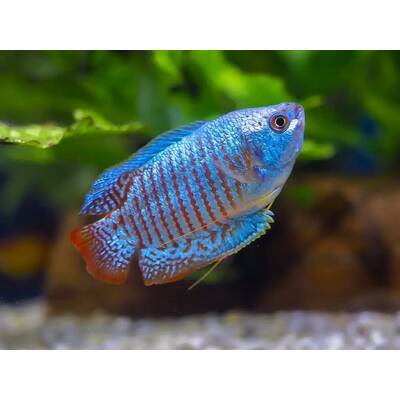 Gourami Dwarf Neon M/F L