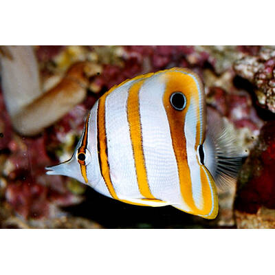 Chelmon Rostratus M