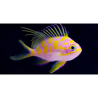 Odontanthias Borbonius L