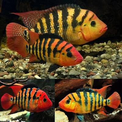 Cichlasoma Festae 5-6cm