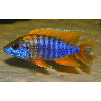 Aulonocara Blue Nyassae 6-7cm
