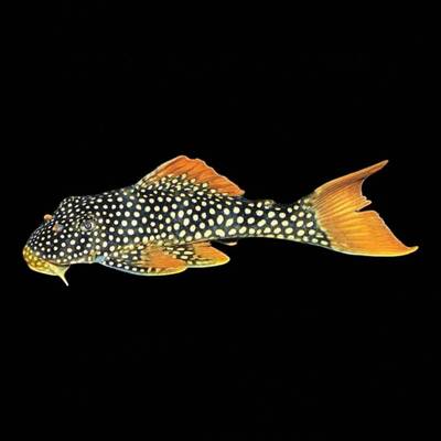 Scobinancistrus Aureatus L014 XXL