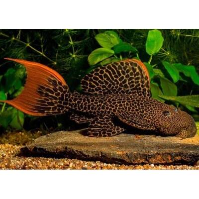 Pseudacanthicus Leopardus (L600)