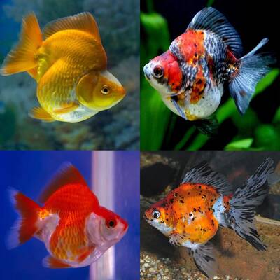 Carassius Auratus Ryukin Mix 7-8cm