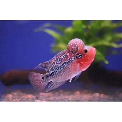 Flower Horn Red Pearl S/M