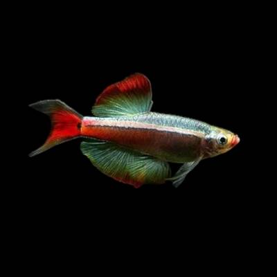 White Cloud Mountain Long Fin