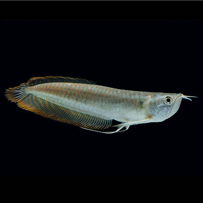 Osteoglossum Bicirrhosum 15-17cm