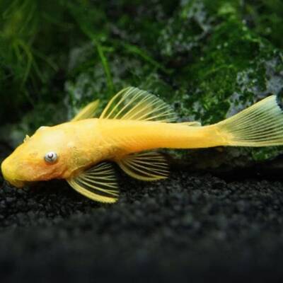 Ancistrus sp. L144 (Blue Eye) 3cm