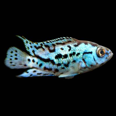 Jack Dempsey Blue Electric S