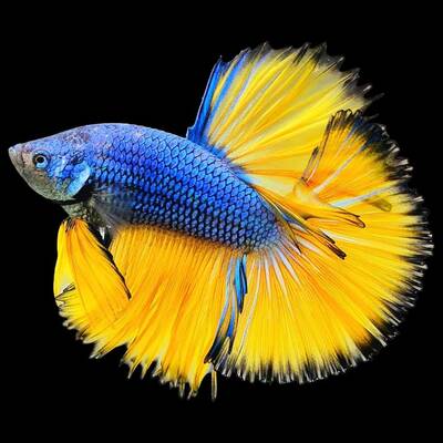 Betta Half-Moon Mustard Male