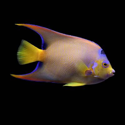 Holacanthus ciliaris XL
