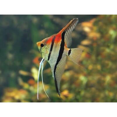 Pterophyllum Manacapuru L