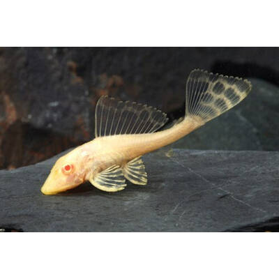 Plecostomus Gibbiceps Albino M