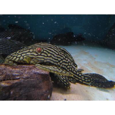 L330 Panaque Nigrolineatus Laurafabianae XXL