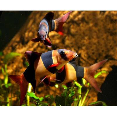 Chromobotia Macracanthus M