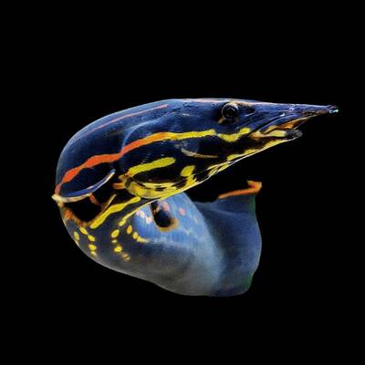 Mastacembelus Erythrotaenia XL