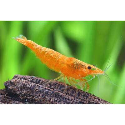 Neocaridina Davidi Orange M