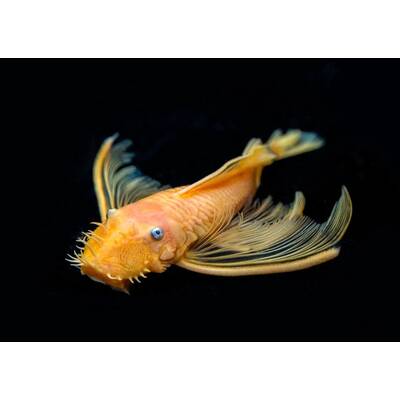 Ancistrus sp. L144 (Blue Eye Longfin)