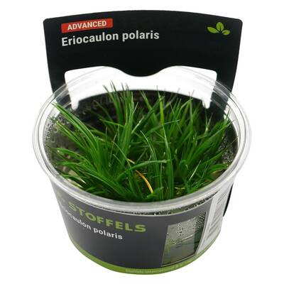 Stoffels Eriocaulon polaris In-vitro
