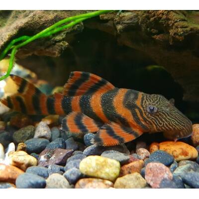 Panaqolus Sp. L397 S