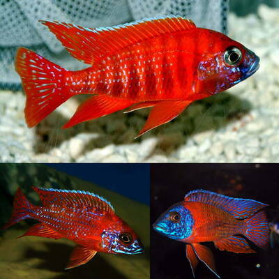 Aulonocara Peacock Red 6-7cm