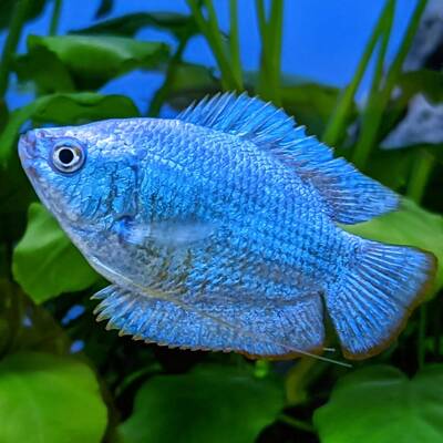 Gourami Cobalt Blue Dwarf (M/F)